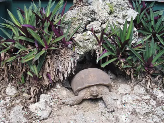 Zoo with mostly monkeys, where you walk in a cage to feed the monkeys that roam free, and you can see four short animal shows amongst gorgeous vegetation.