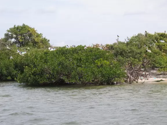 Pontoon boat tour in manatee pocket and around the islands, where you may see manatees, dolphins, and birds, plus mansions.