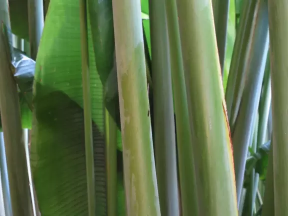 Colorful plantation-style house with courtyard full of tropical palms and orchids, lovely architecture, and lagoon with giant banyan tree.