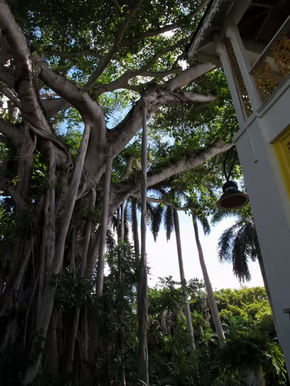 Colorful plantation-style house with courtyard full of tropical palms and orchids, lovely architecture, and lagoon with giant banyan tree.