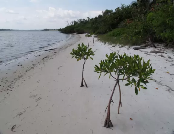 Gorgeous white sand beach on the Indian River Lagoon, plus nature center!