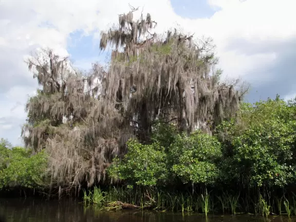 <a href="../Palm_Beach/Tequesta_town.html" target="_blank" rel="noopener"></a>Beautiful scenery- otherworldly tree stumps and pine scrub, then pine forest, then mangroves, then river jungle.