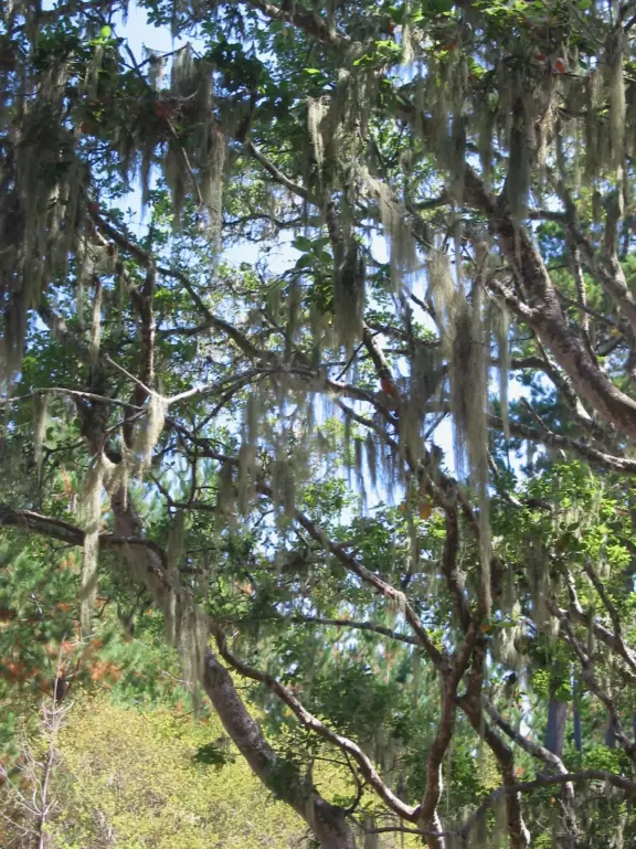 A stunning white-sand cove with clear green-blue waters, baby seals, and cliffs covered in flowers.