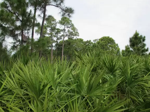 Master-planned community with lovely shady walking paths alongside sunlit forest areas with gopher tortoises.
