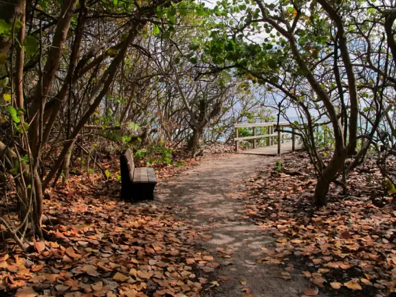 Winding sidewalk along Ocean Dr with tons of morning shade, and gorgeous ocean views through the trees!