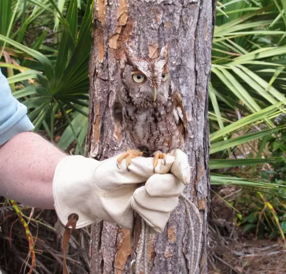 Walk through pine forest and gorgeous cypress marsh while seeing injured or orphaned animals.