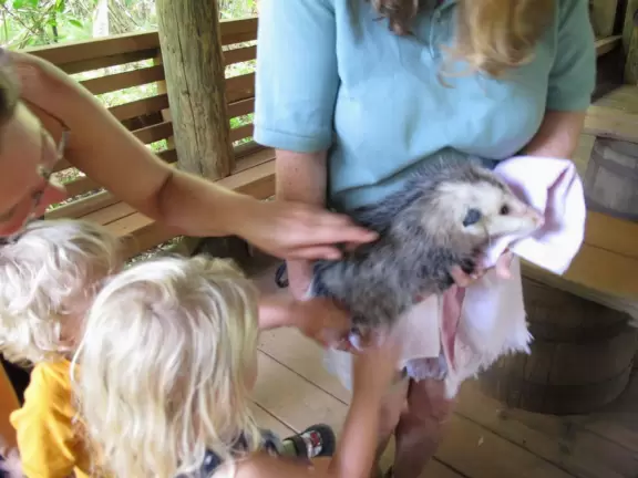 Walk through pine forest and gorgeous cypress marsh while seeing injured or orphaned animals.