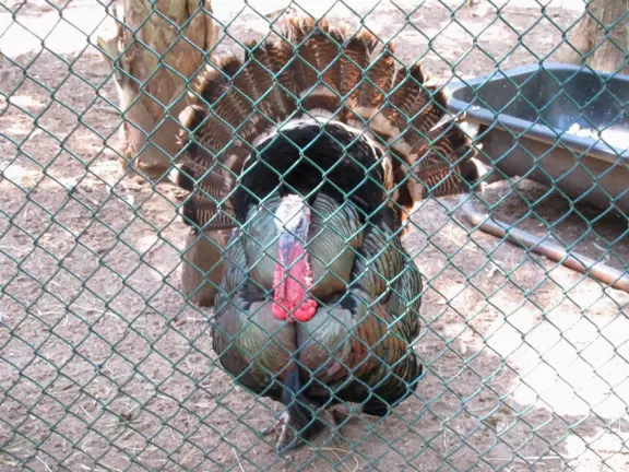 Walk through pine forest and gorgeous cypress marsh while seeing injured or orphaned animals.