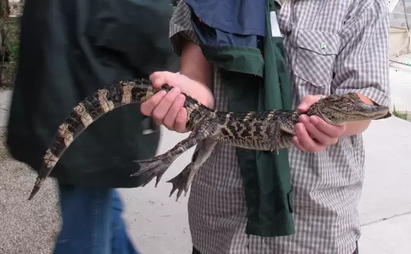 Quirky airboat tour among mangroves and sawgrass where you most likely see alligators and birds.