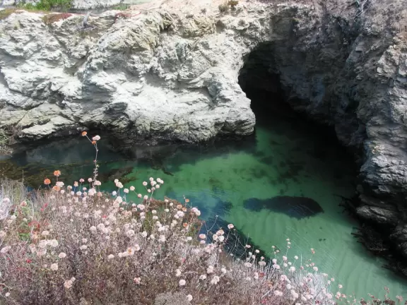 A stunning white-sand cove with clear green-blue waters, baby seals, and cliffs covered in flowers.