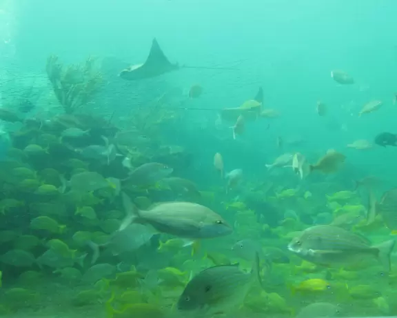 Concrete jungle aquarium with only one nice area- we did not enjoy ourselves here.