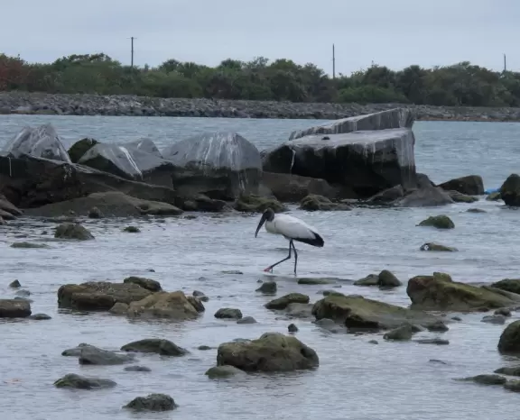 Fun rock pools where tons of kids roam searching for sea life, plus little cove with calm water, and surfing beach with jetty.