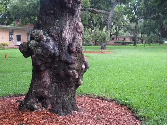 Walk through a paradise of old oak trees strung with moss. The new Marine Science building is gorgeous, but the older buildings are unattractive and musty.