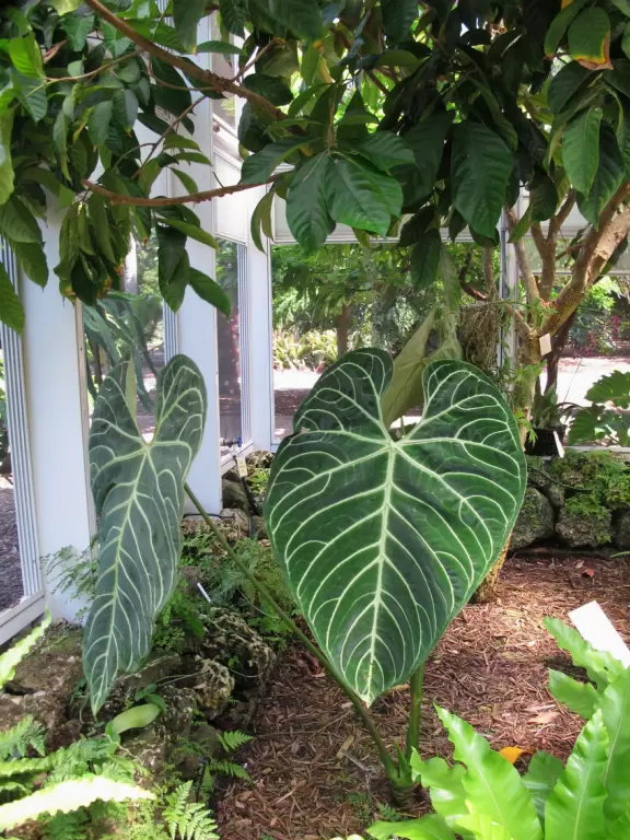 Enjoy lush tropical area that make you feel like you're in Hawaii!