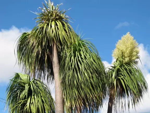 There's a wonderful feel in Manoa town.