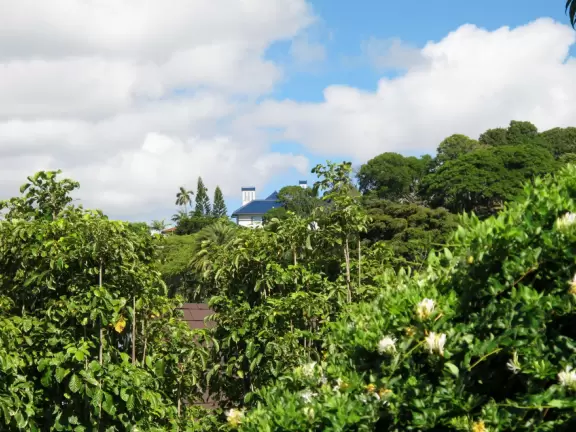 There's a wonderful feel in Manoa town.