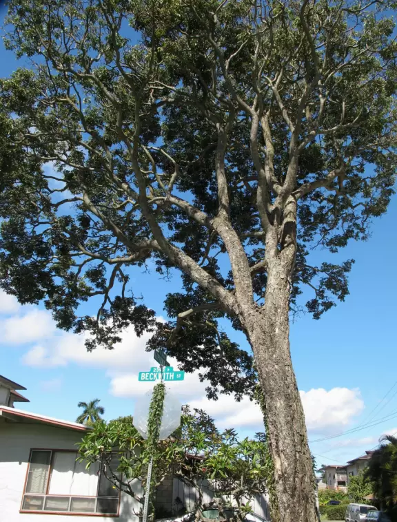 There's a wonderful feel in Manoa town.