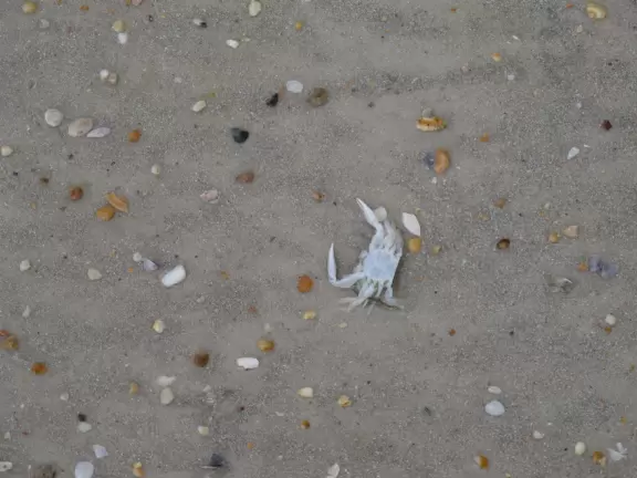 Pretty beach with views of lighthouse- you can park your 4X4 car on the beach.