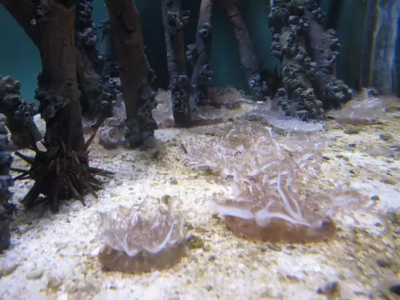Claustrophobic aquarium with great outdoor exhibit where you can feed parakeets.