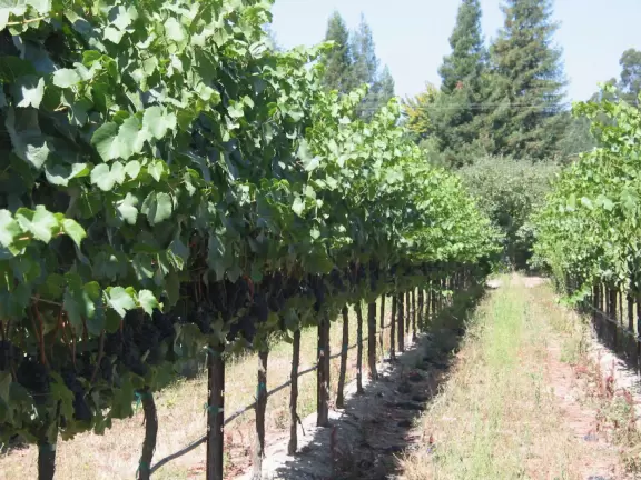 An inspiring drive through vineyards to the top of a hill with a stunning vista.