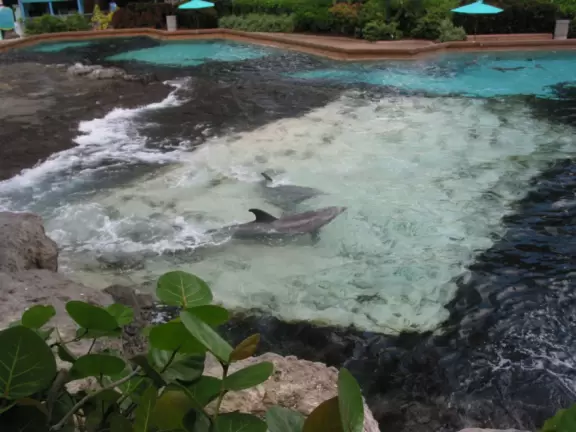 Beautiful park with great rollercoaster rides and amazing aquariums.