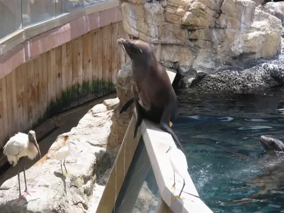 Beautiful park with great rollercoaster rides and amazing aquariums.