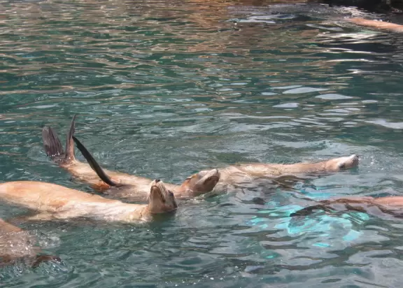 Beautiful park with great rollercoaster rides and amazing aquariums.