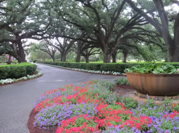 19th century plantation with stunning canopied path between oak trees, and a fascinating guided tour.