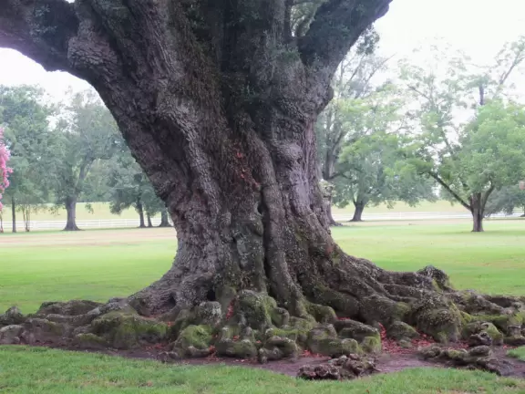 19th century plantation with stunning canopied path between oak trees, and a fascinating guided tour.