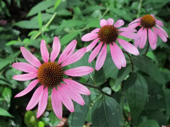 19th century plantation with stunning canopied path between oak trees, and a fascinating guided tour.
