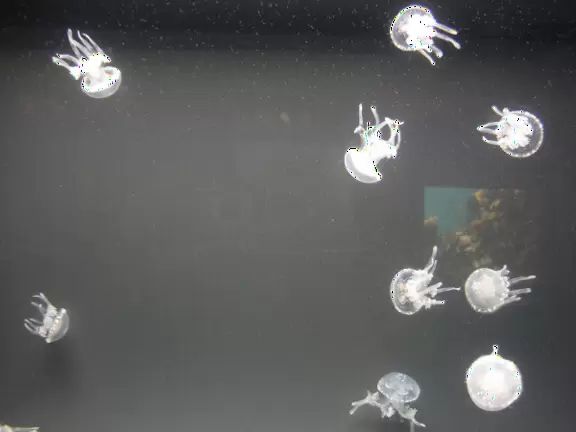 Small and manageable aquarium for little kids, and lovely area of Waikiki.