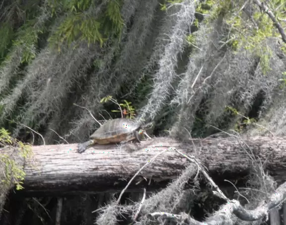 <a href="../Palm_Beach/Tequesta_town.html" target="_blank" rel="noopener"></a>Beautiful scenery- otherworldly tree stumps and pine scrub, then pine forest, then mangroves, then river jungle.