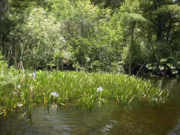 <a href="../Palm_Beach/Tequesta_town.html" target="_blank" rel="noopener"></a>Beautiful scenery- otherworldly tree stumps and pine scrub, then pine forest, then mangroves, then river jungle.