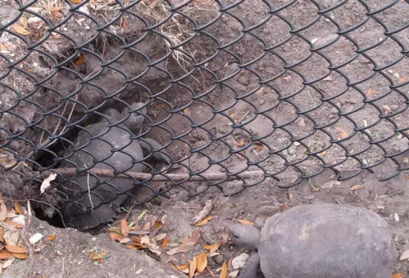 Cambridge Neighborhood Playground has a ton of fun stuff to do, making it easy for kids to start a game with other kids.